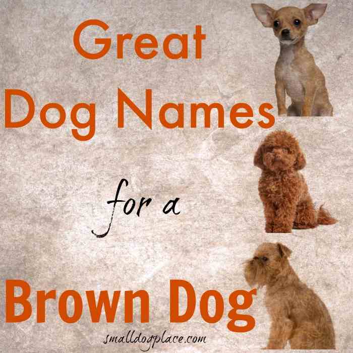 Great Brown Dog Names for your puppy