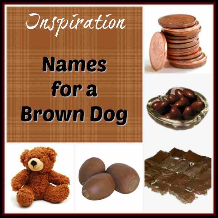 Inspiration for Brown Dog Names