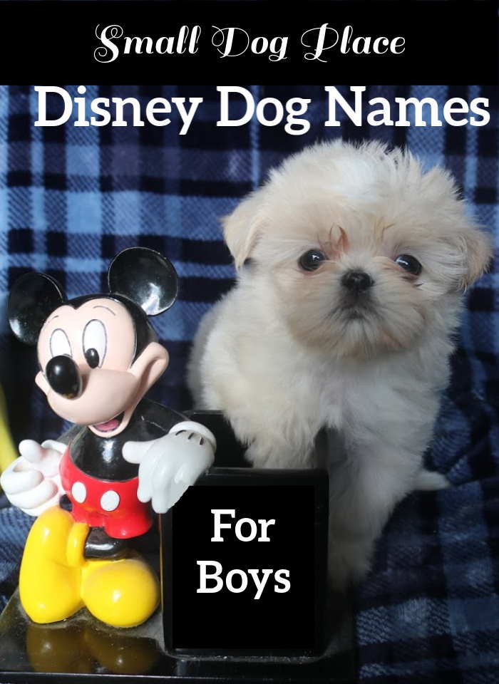 Disney Dog Names for Boys Pin