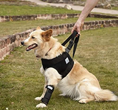 медицинская шлейка для травмированных собак