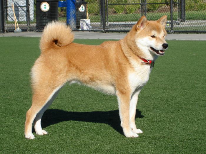 собака японская акита фото 