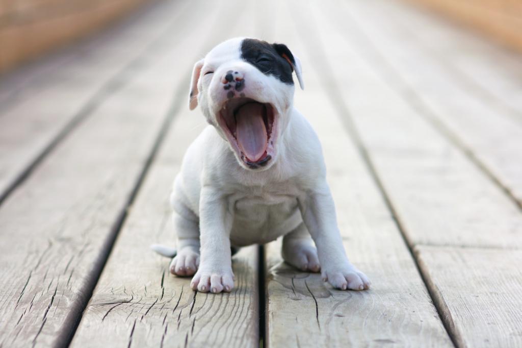 щенок зевает
