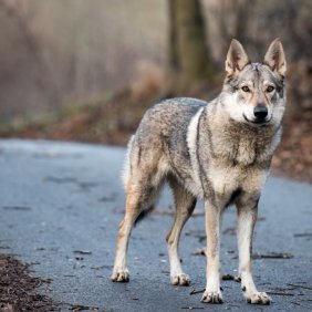 Чехословацкая волчья собака описание породы, фото, характеристика, клички для собак, цена щенков, гипоаллергенный: нет