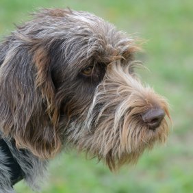 Чешский фоусек описание породы, фото, характеристика, клички для собак, цена щенков, гипоаллергенный: нет