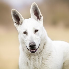 Белая американская овчарка описание породы, фото, характеристика, клички для собак, цена щенков, гипоаллергенный: нет