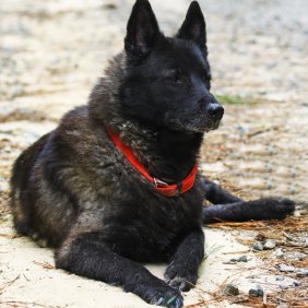 Норвежский эльгхунд черный описание породы, фото, характеристика, клички для собак, цена щенков, гипоаллергенный: нет