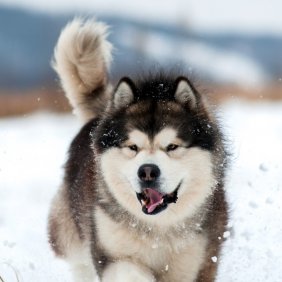 Аляскинский маламут описание породы, фото, характеристика, клички для собак, цена щенков, гипоаллергенный: нет