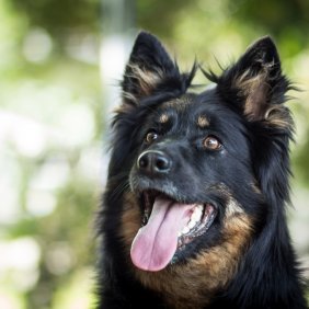 Чешская пастушья собака описание породы, фото, характеристика, клички для собак, цена щенков, гипоаллергенный: нет