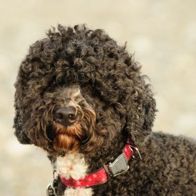 Португальская водяная собака описание породы, фото, характеристика, клички для собак, цена щенков, гипоаллергенный: да