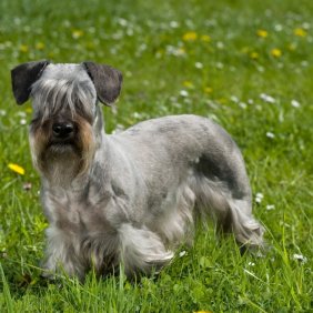 Чешский терьер описание породы, фото, характеристика, клички для собак, цена щенков, гипоаллергенный: да