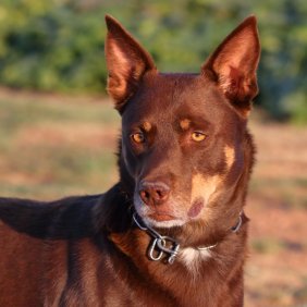 Австралийский келпи описание породы, фото, характеристика, клички для собак, цена щенков, гипоаллергенный: нет