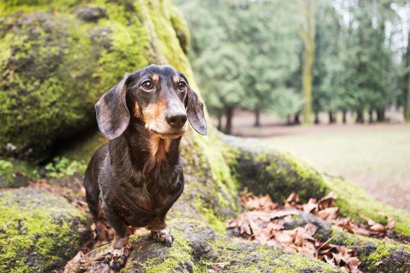 Handsome senior Dachshund in the Park - Julie Austin Pet Photography