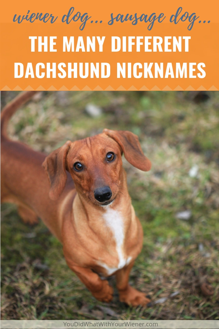 How many different nicknames do you think the Dachshund breed has?