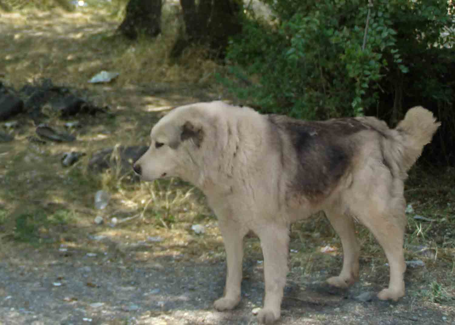 киргизский волкодав дебет