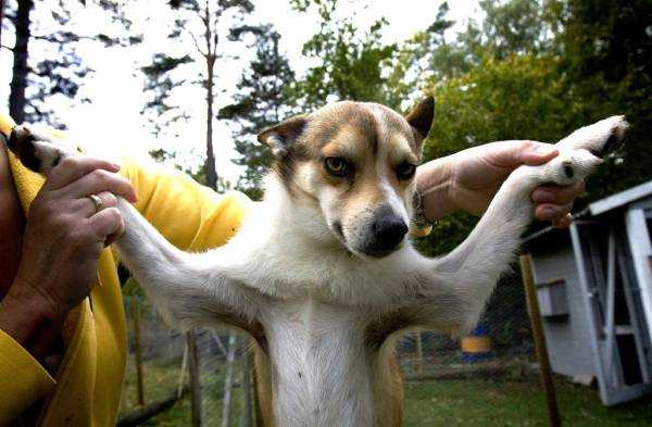 Порода собака с длинными пальцами на лапах